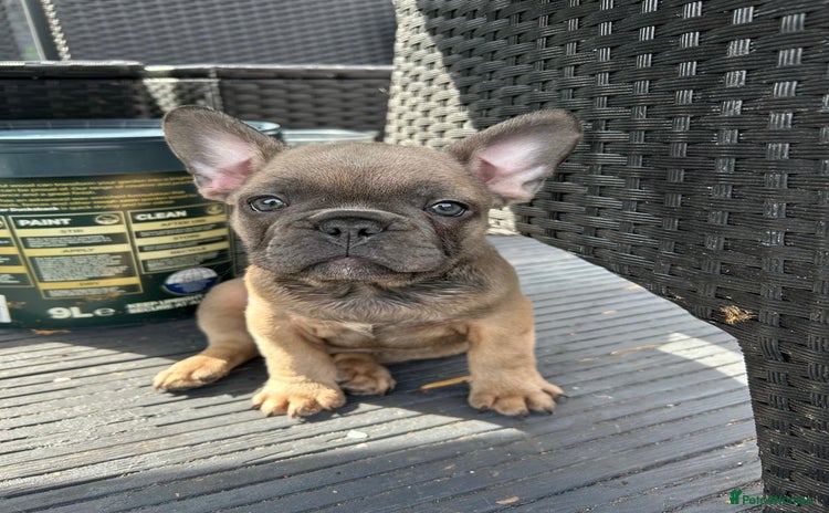 French Bulldog dogs - Advert 1