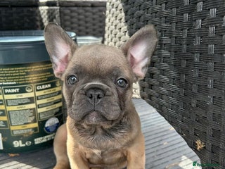 French Bulldog dogs - Advert 1