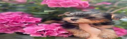 Yorkshire Terrier dogs for sale: Beautiful small Yorkshire Terrier Pedigree  - Advert 15