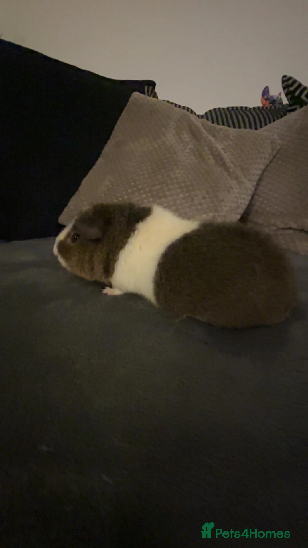 Guinea Pig rodents for sale: 2 male teddy bear  - Advert 5