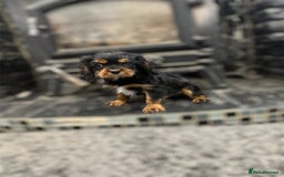 Cavalier King Charles Spaniel dogs for sale: 💫 DNA CLEAR CAVALIER KING CHARLES PUPPIES 💫  - Image 5