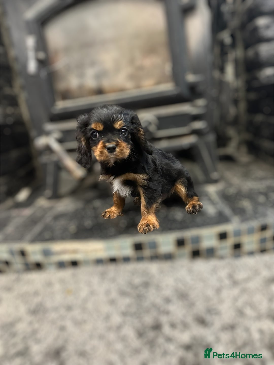 Cavalier King Charles Spaniel dogs for sale: 💫 DNA CLEAR CAVALIER KING CHARLES PUPPIES 💫  - Image 5