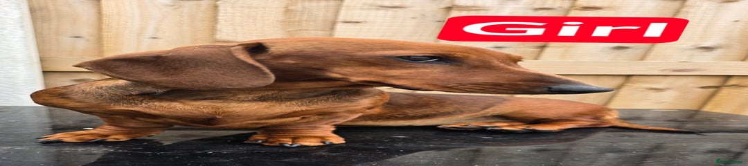Dachshund Puppy 4