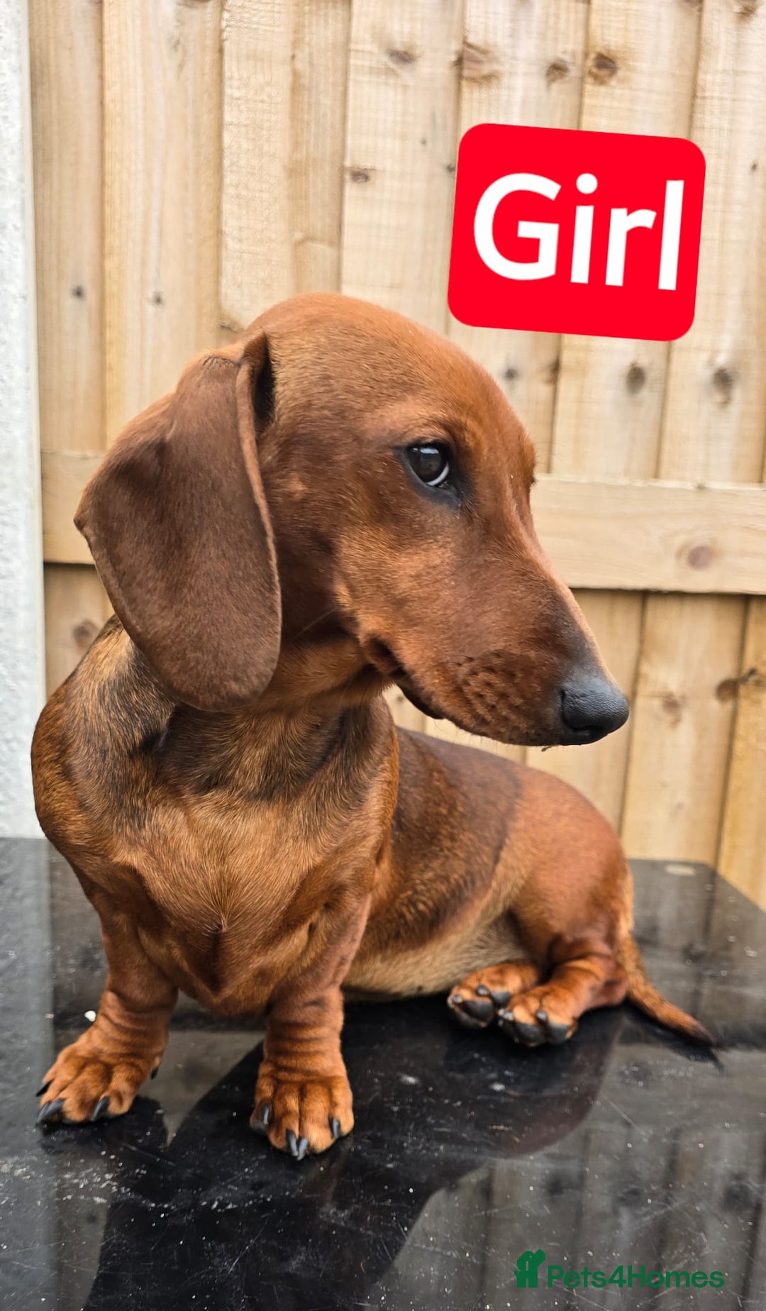 Dachshund dogs for sale: "READY GO STUNING 5 STANDARD DACHSHUND PUPPIES  - Image 4