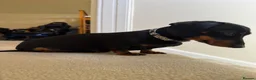 Miniature Dachshund dogs for sale: Beautiful Miniature Dachshund Puppies - Advert 8