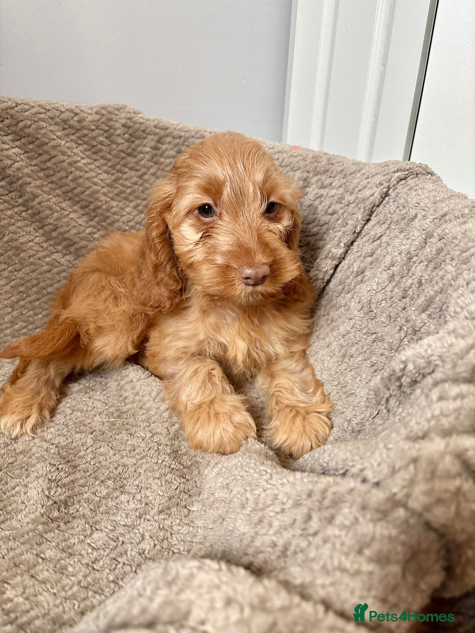 Cockapoo dogs Cockapoo Puppies Ready Now - Advert 1