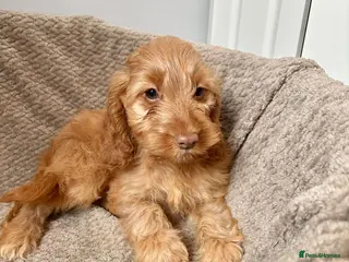 Cockapoo dogs Cockapoo Puppies Ready Now - Advert 1