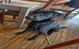 Labrador Retriever dogs for stud: Playful and handsome labrador retriever  - Image 7