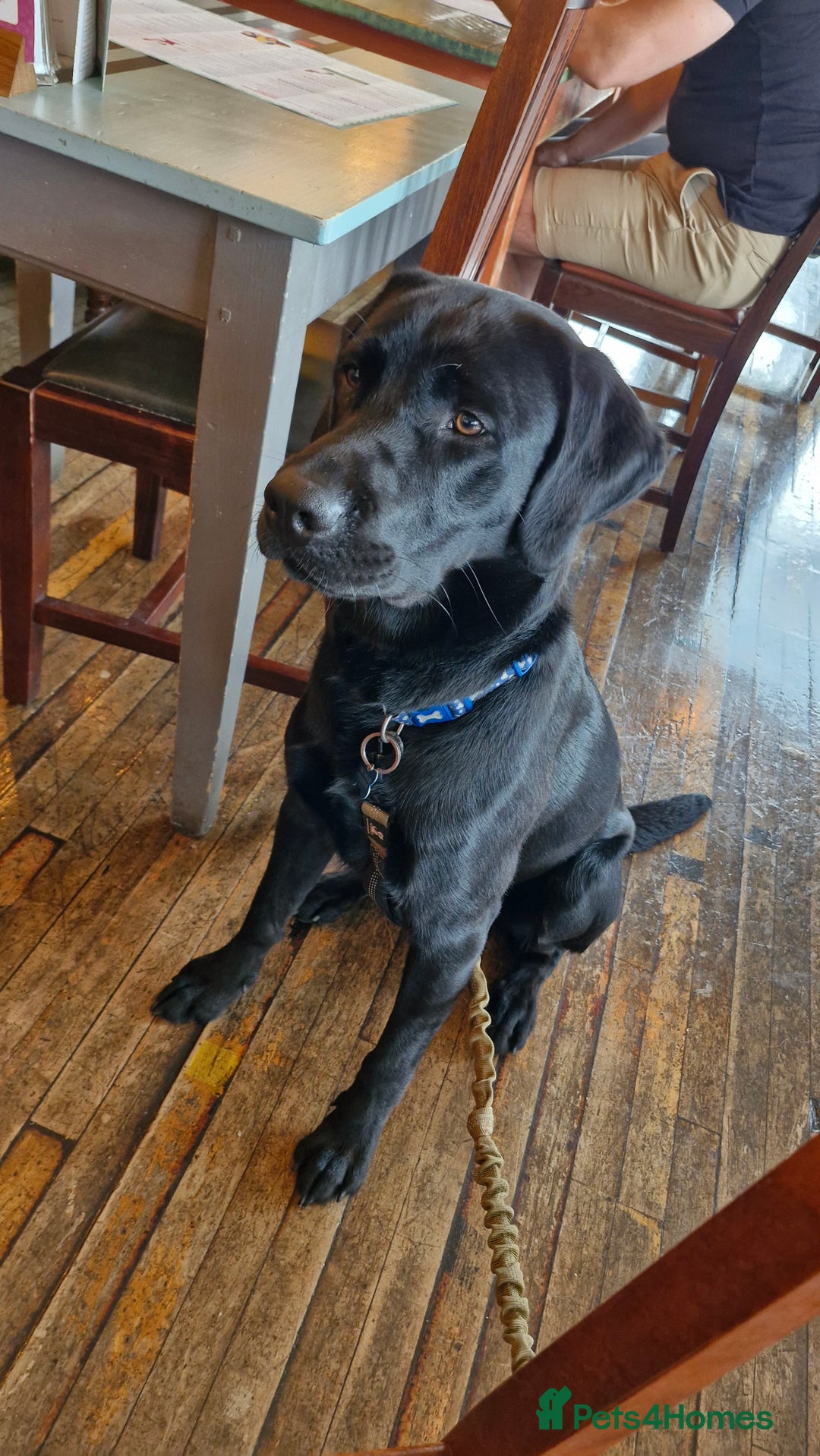 Labrador Retriever dogs for stud: Playful and handsome labrador retriever  - Image 7