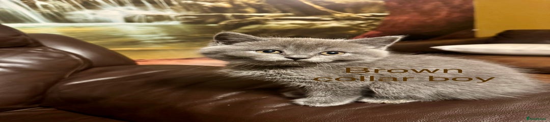 British Shorthair Kitten 3