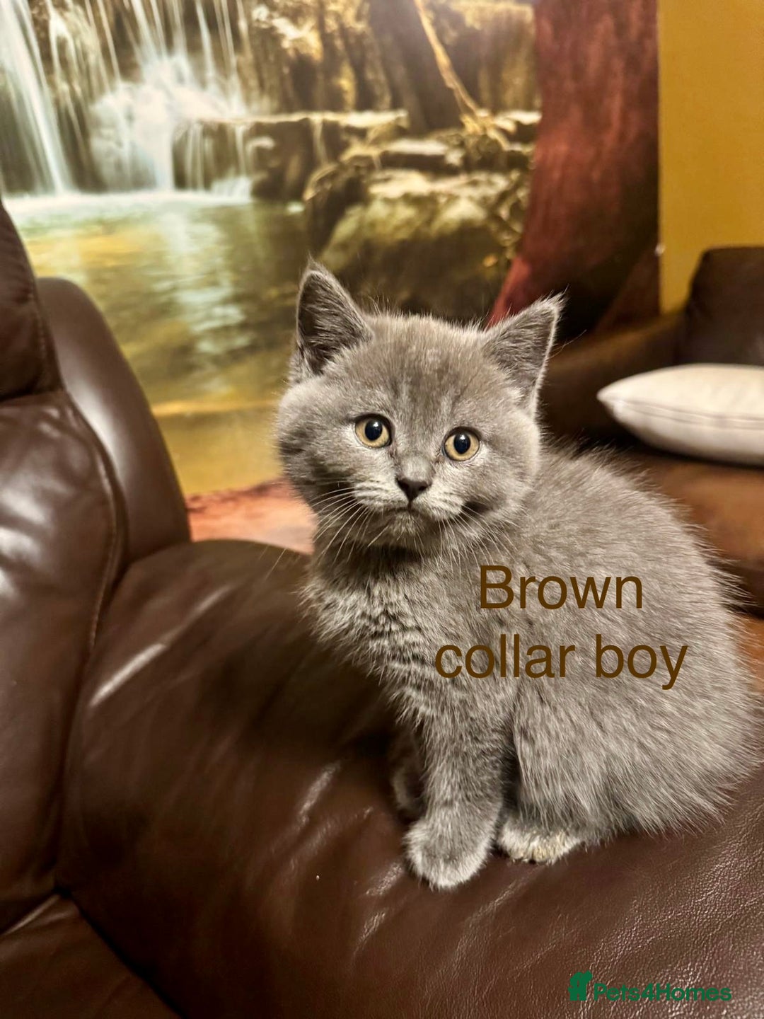 British Shorthair cats for sale: Beautiful litter of British Shorthair kittens - Advert 6