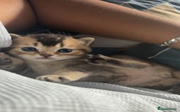 British Shorthair cats for sale: Golden British shorthairs  - Image 10