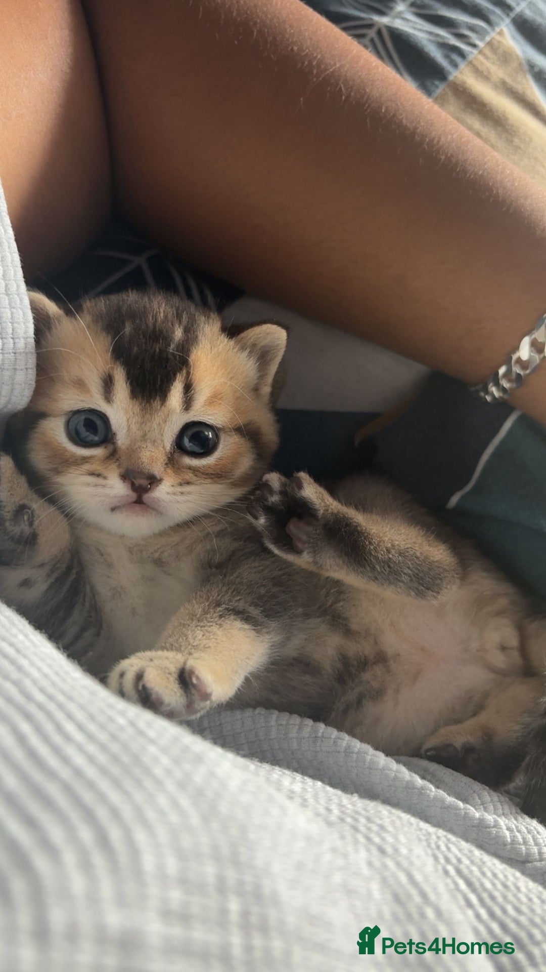 British Shorthair cats for sale: Golden British shorthairs  - Image 10