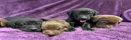 Labrador Retriever dogs for sale: Black Labrador Puppies, 5* Licensed Breeder - Advert 23