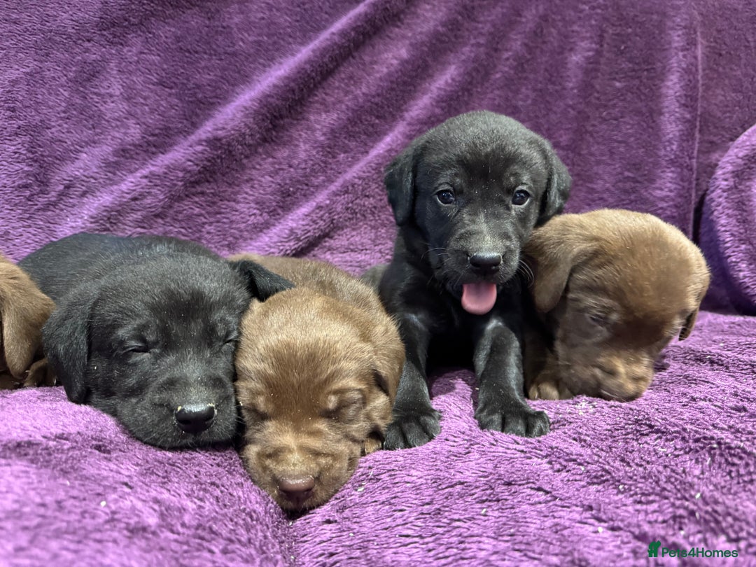 Labrador Retriever dogs for sale: Black Labrador Puppies, 5* Licensed Breeder - Advert 23