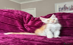Maine Coon cats for sale: XXL Russian bloodline Maine Coon Kittens 20+Gen!🏆 - Image 37