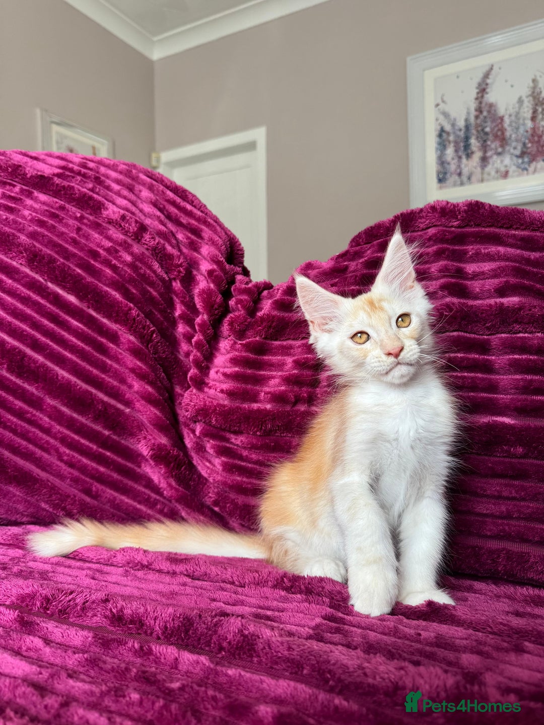 Maine Coon cats for sale: XXL Russian bloodline Maine Coon Kittens 20+Gen!🏆 - Image 37
