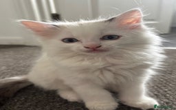 Ragdoll cats for sale: Ragdoll kittens - Image 17