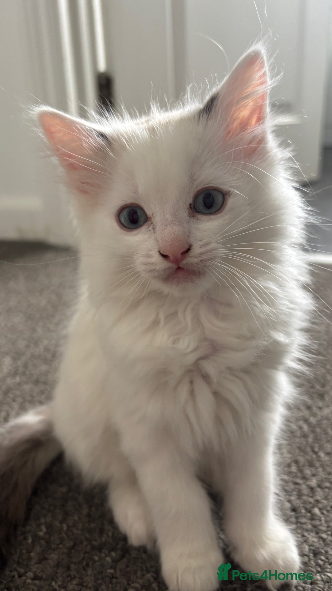 Ragdoll cats for sale: Ragdoll kittens - Image 17