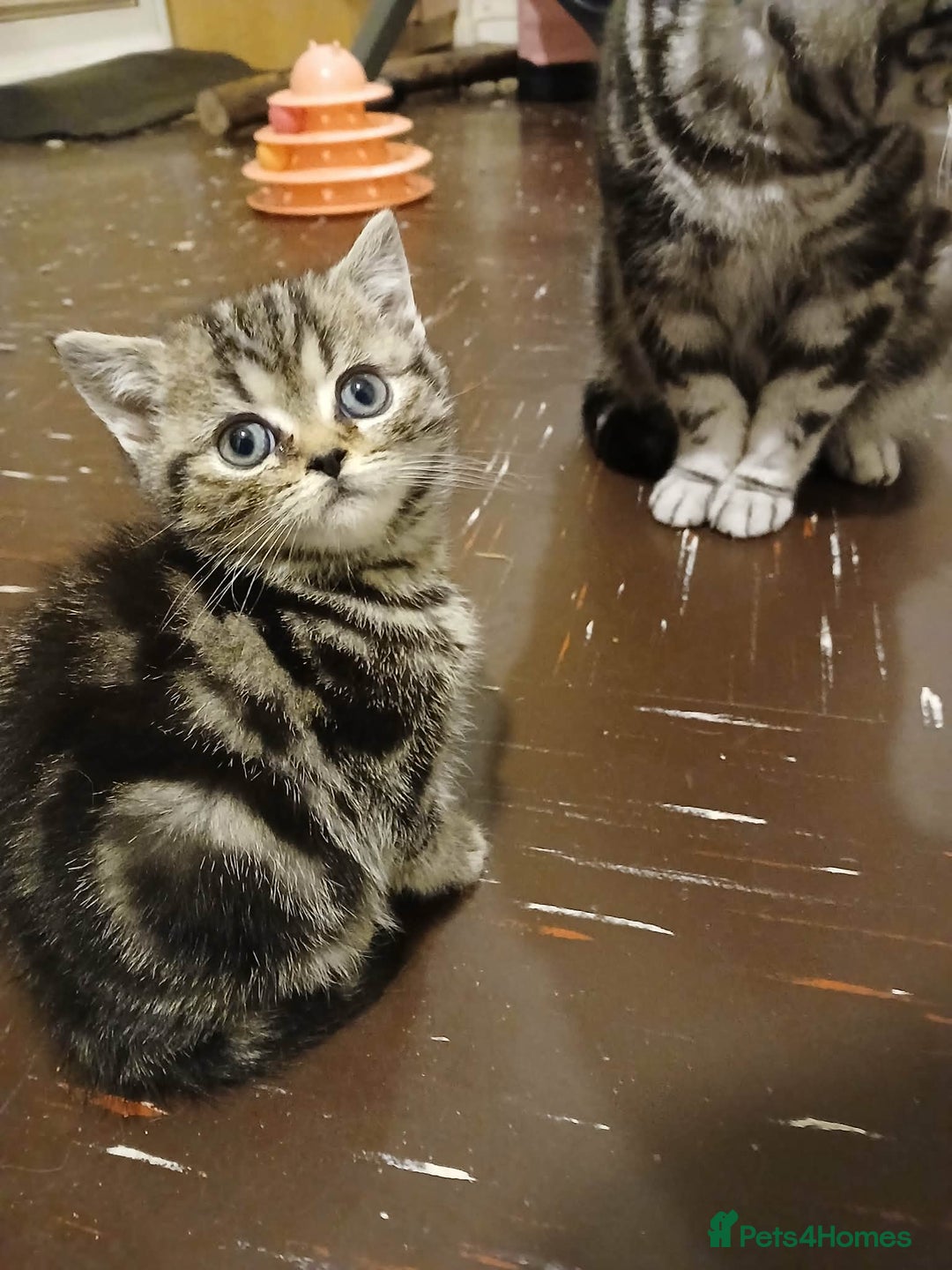 British Shorthair cats for sale: Bsh. Brown Tabby boy. RESERVED FOR JAMIE. - Advert 2