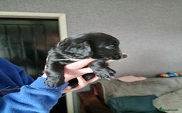 Cocker Spaniel dogs for sale: Boy cocker spaniel  - Image 7