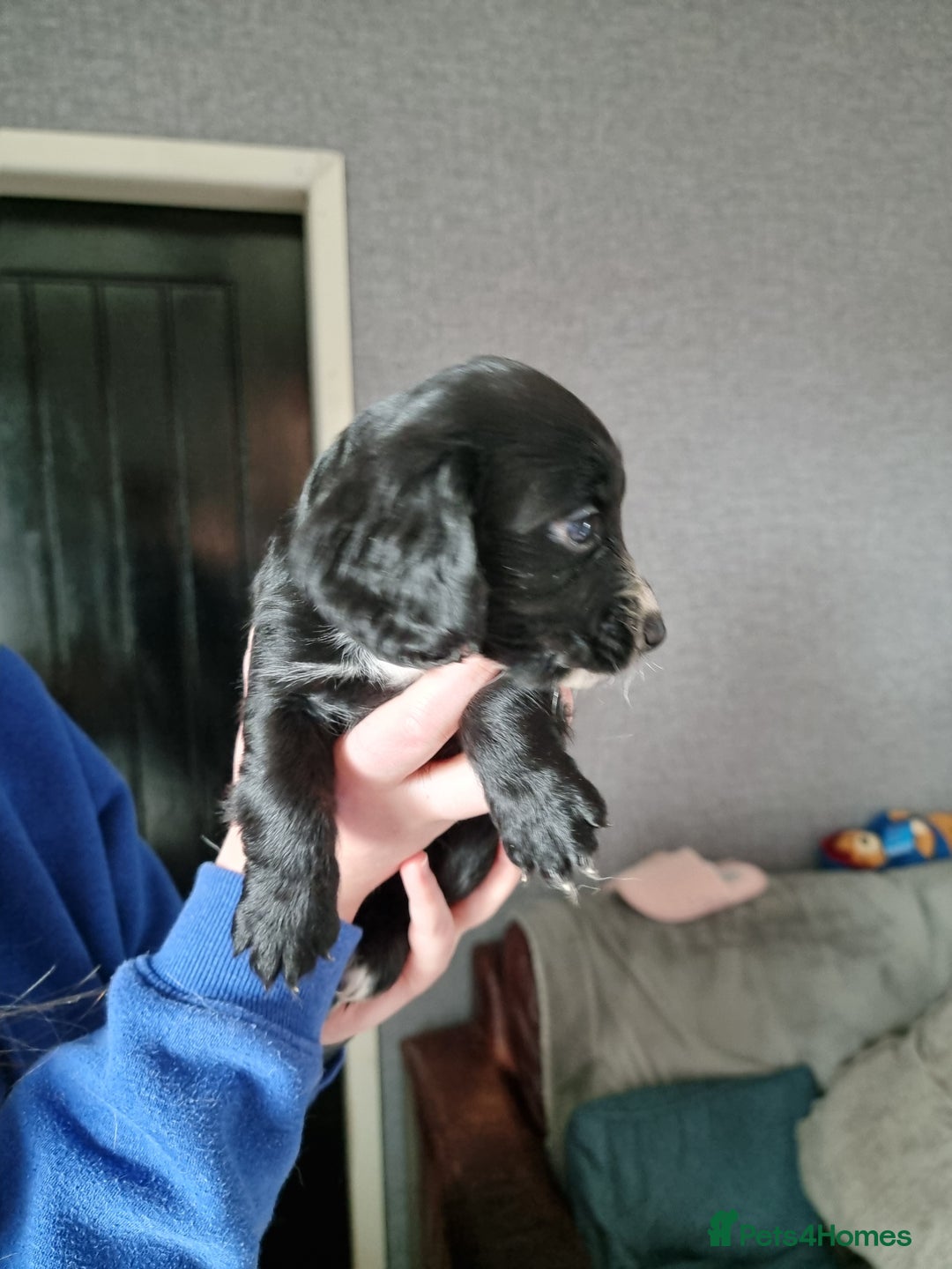 Cocker Spaniel dogs for sale: Boy cocker spaniel  - Image 7