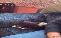 Miniature Dachshund dogs for sale: Long-haired miniature Dachshund choc/tan female  - Image 11