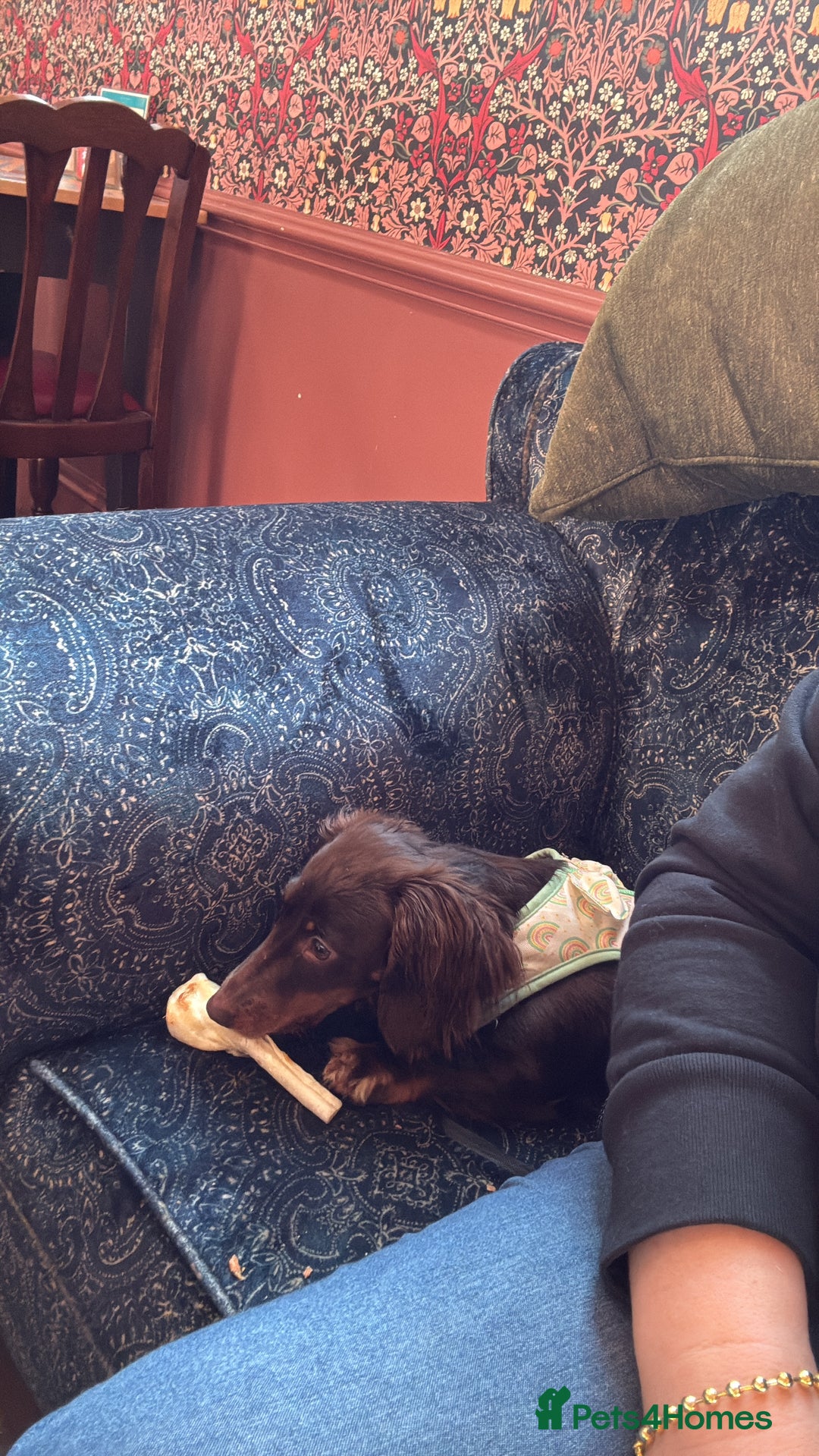 Miniature Dachshund dogs for sale: Long-haired miniature Dachshund choc/tan female  - Image 11