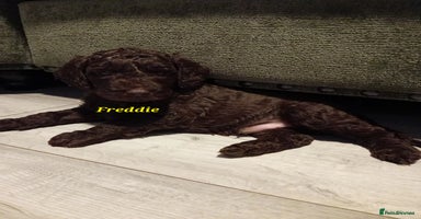 Mixed Breed dogs - Advert 12