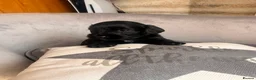 Mixed Breed dogs for sale: Cocker Spaniel/Poochon in Blackburn - Advert 12