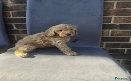 Cockapoo dogs for sale: Puppies  - Image 15