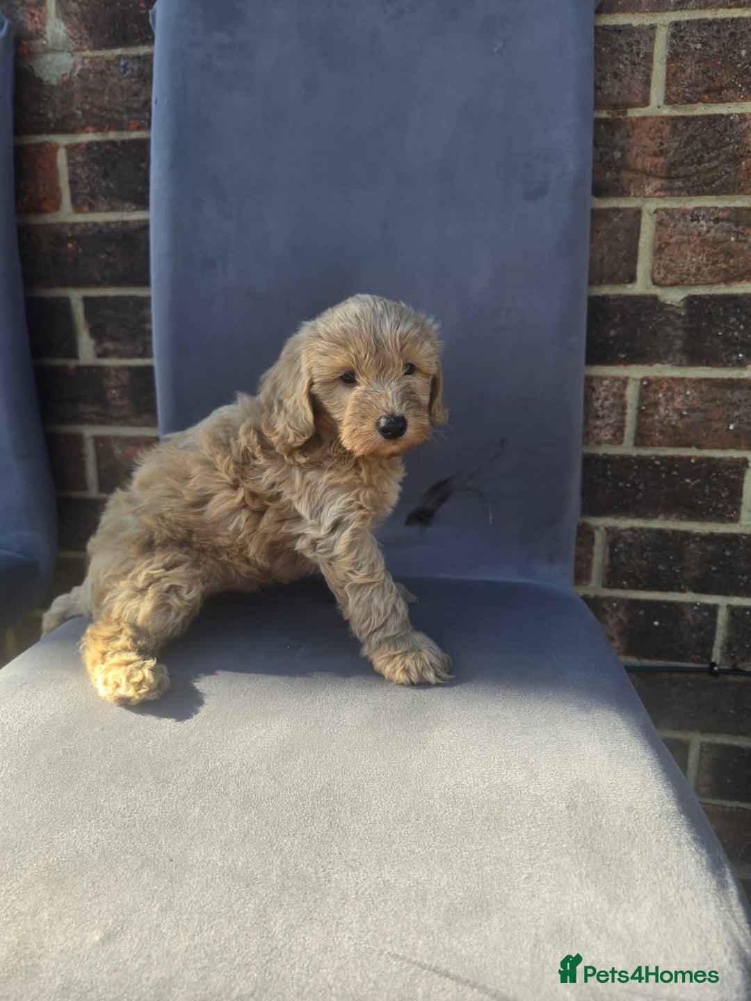 Cockapoo dogs for sale: Puppies  - Image 15