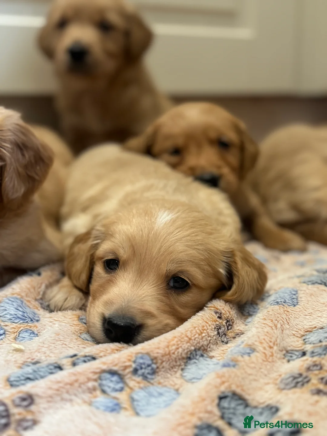 Golden Retriever dogs for sale: Exceptional health tested golden retrievers  - Advert 15