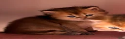 British Longhair cats for sale: Exquisite British Kittens – Golden & Colourpoint  - Advert 4