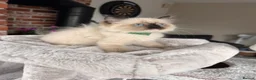 Ragdoll cats for sale: Ready Now! Beautiful Ragdoll Kittens! Xx  - Advert 32