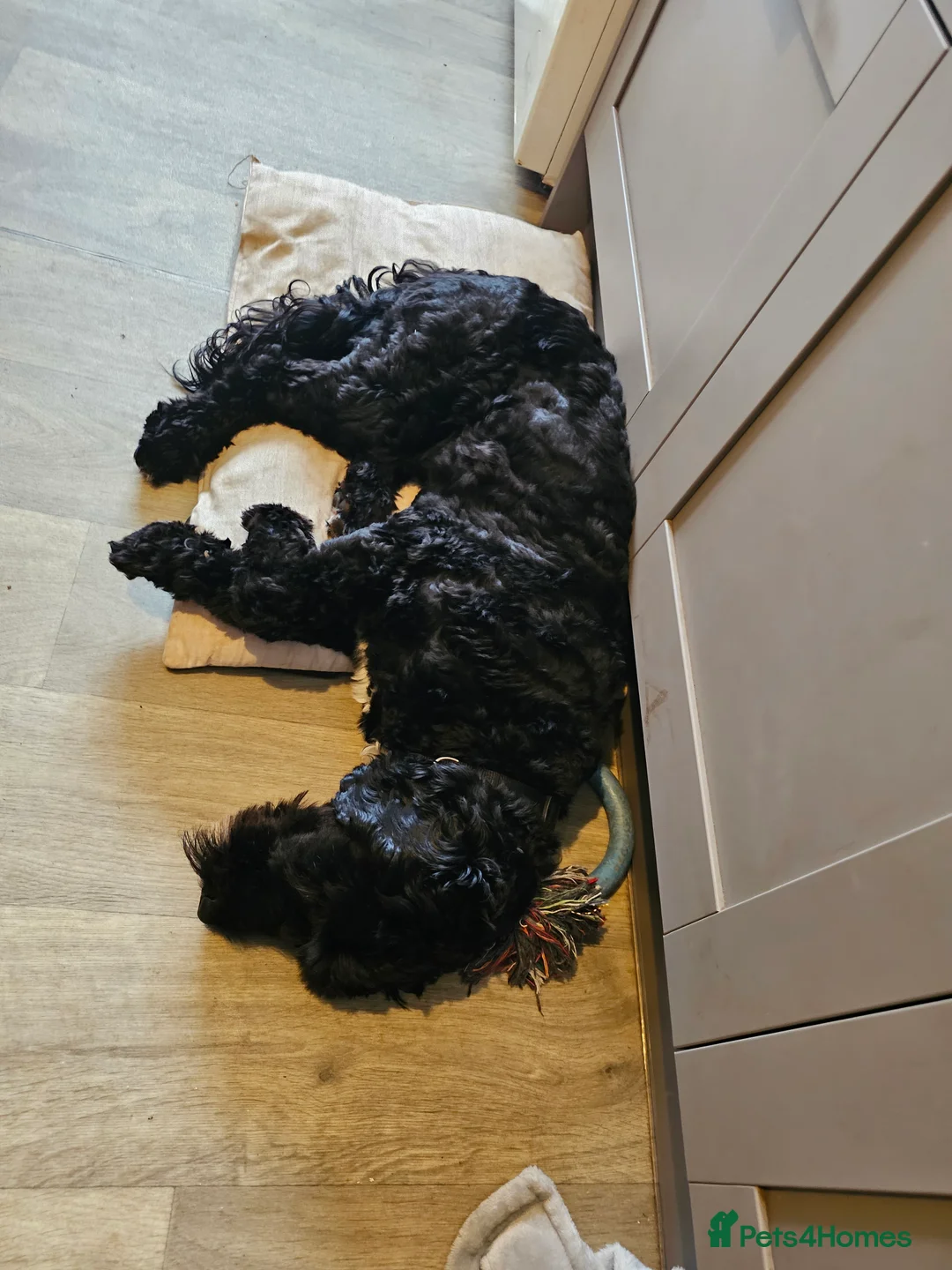 Cockapoo dogs for sale: This is rusty hes a loveable rouge  in Skegness - Advert 7