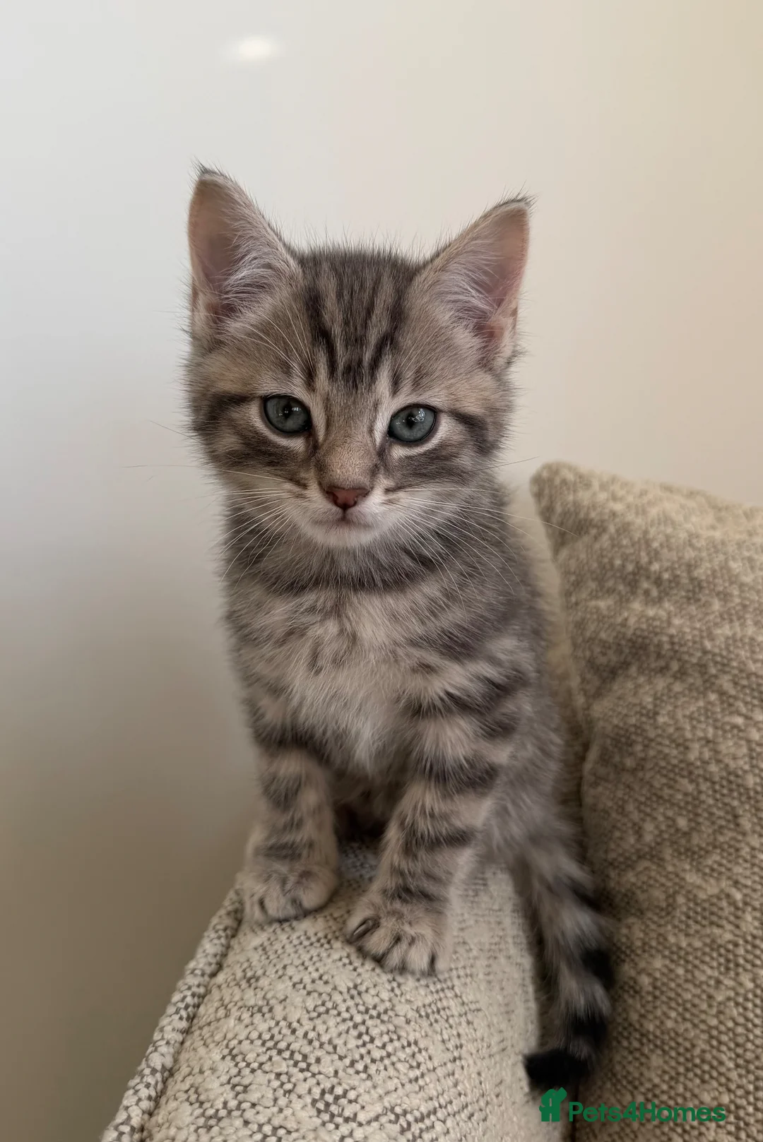 Siamese cats for sale: Beautiful Siamese Mix Kittens  - Advert 7