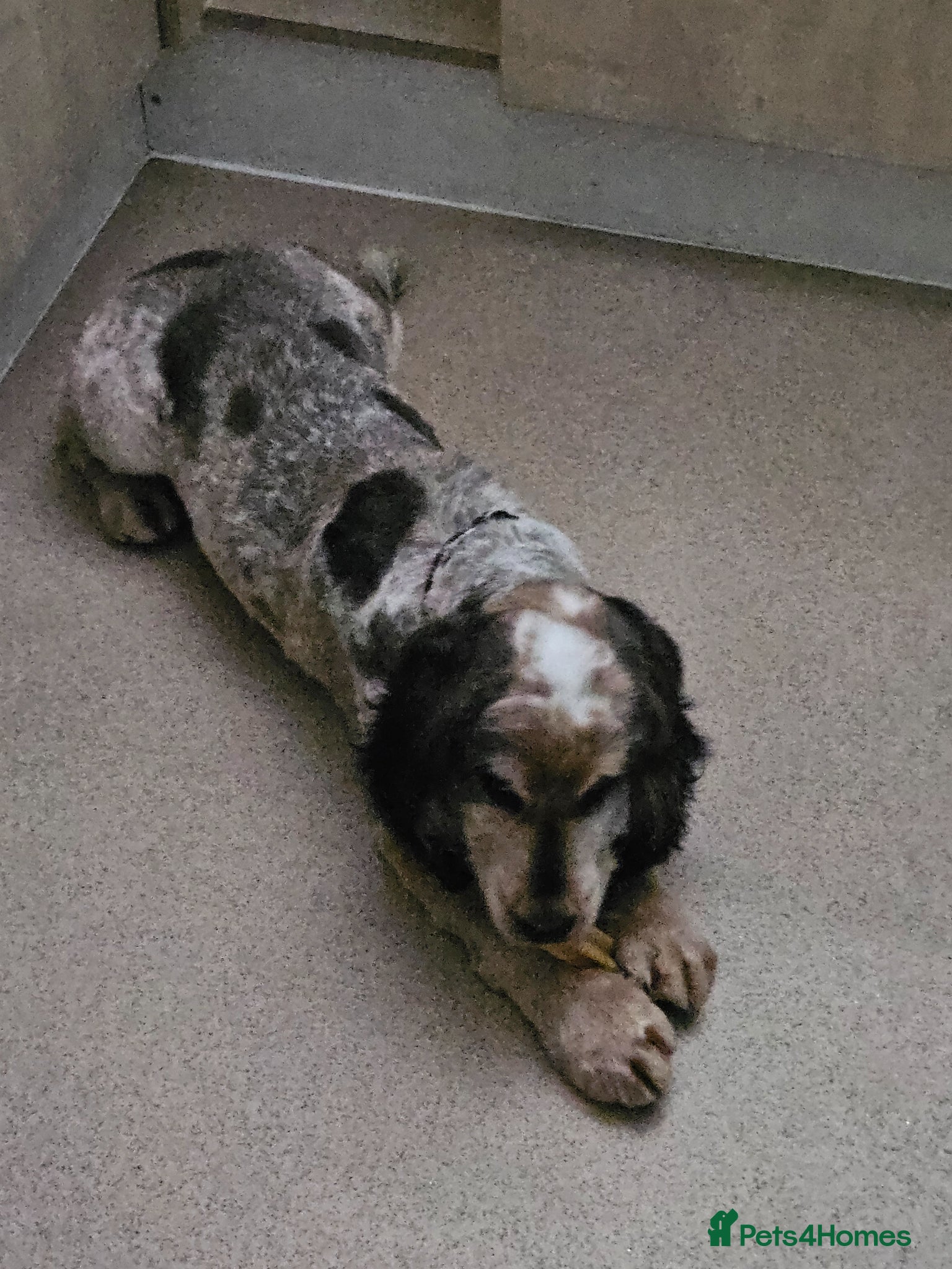 Cocker Spaniel dogs for sale: Beautiful puppy  - Advert 6
