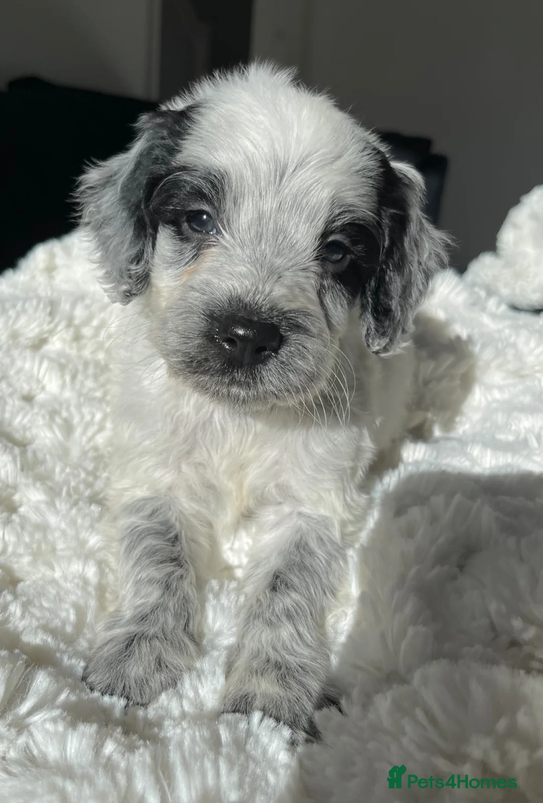 Cockapoo dogs for sale: Cockapoo puppies  - Advert 2