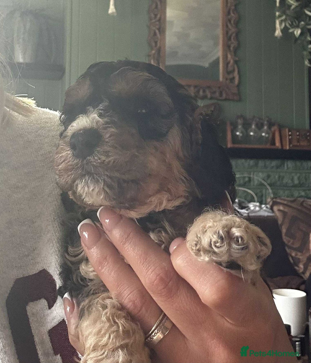 Cockapoo dogs for sale:  Show Quality F2b Cockapoo Pups        - Advert 7