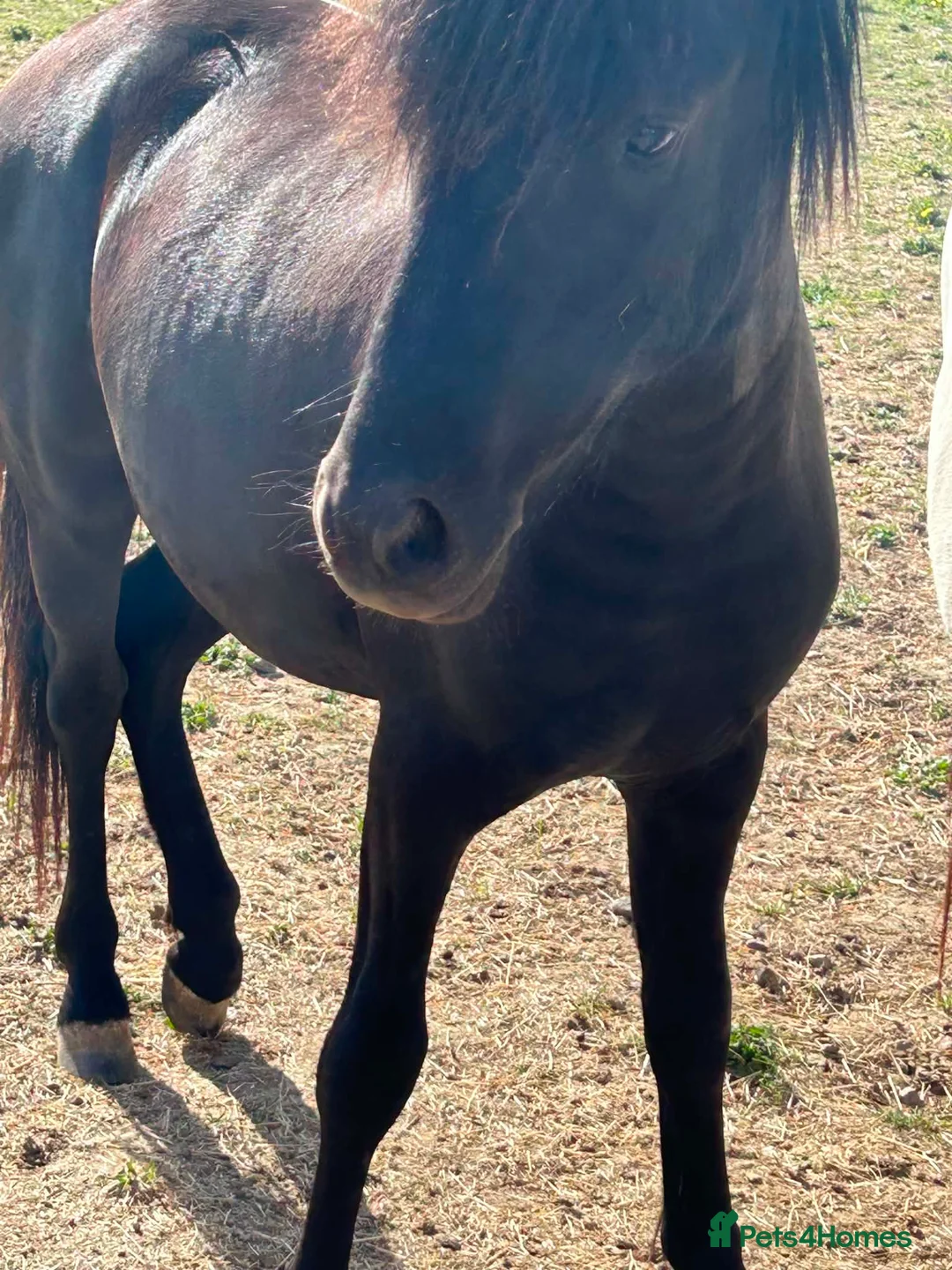Dartmoor horses for sale: Woody looking for a new home  - Advert 2