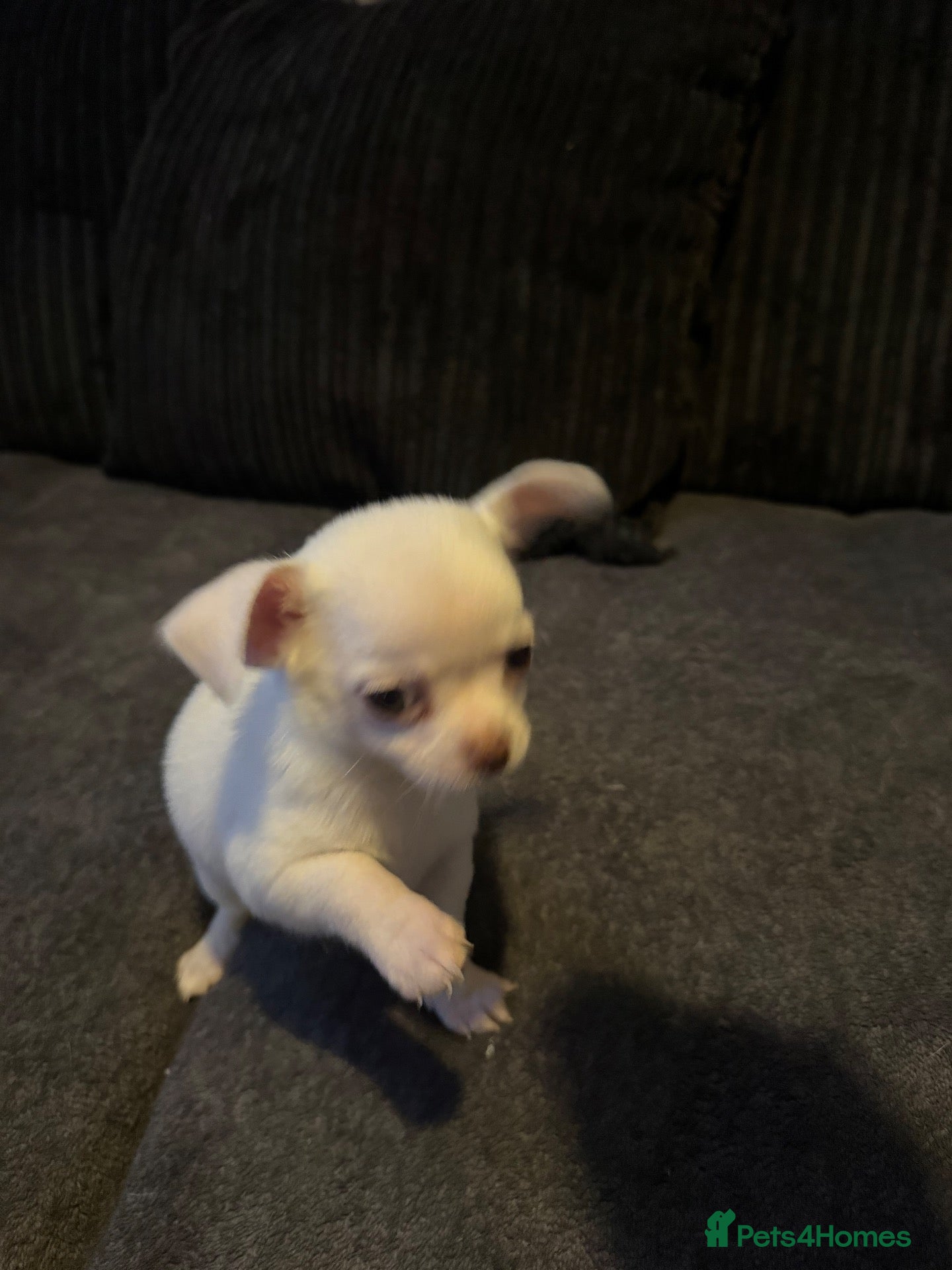 Chihuahua dogs Gorgeous white boy puppies  - Advert 4