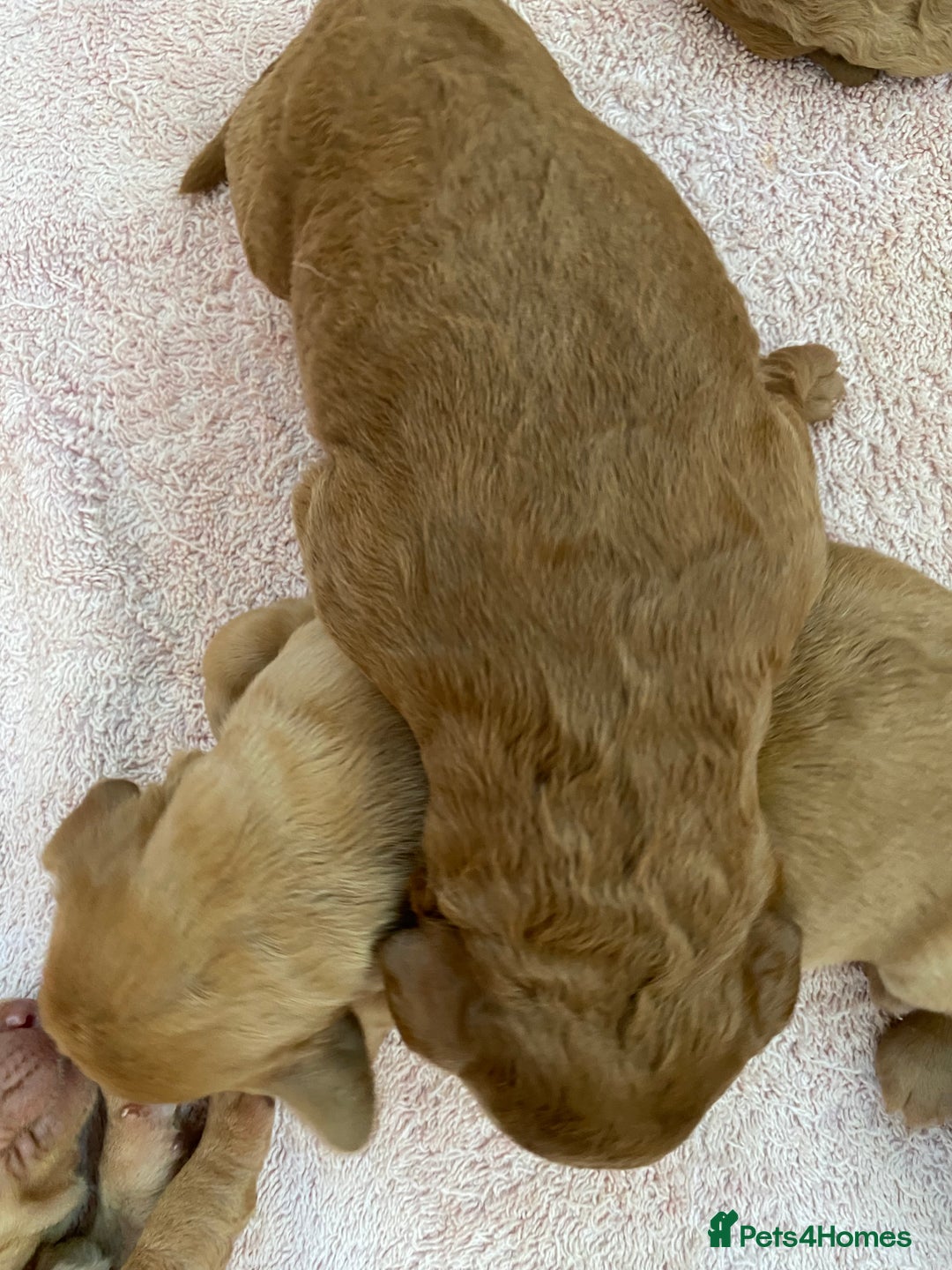 Labradoodle dogs for sale: F1 Red Miniature Labradoodles  - Advert 29