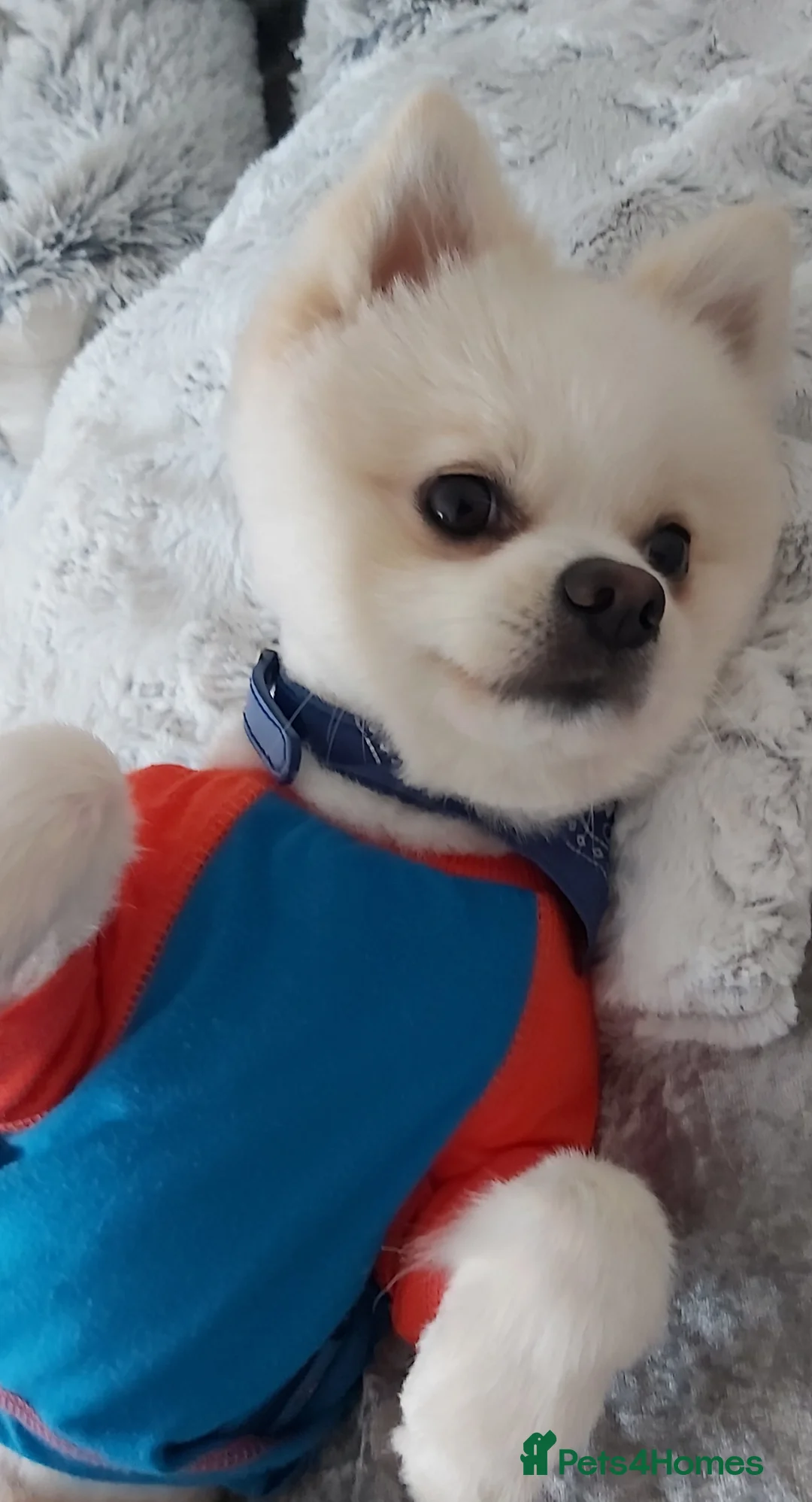 Pomeranian dogs for stud:  White Pomeranian dog “Proven, experienced STUD” in Ilford - Advert 20