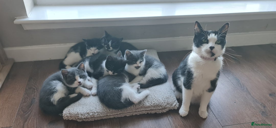 Mixed Breed cats for sale: Young kittens looking for loving homes - Advert 2