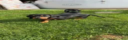 Miniature Dachshund dogs for sale: Miniature short haired Dachshund Puppy’s - Advert 27