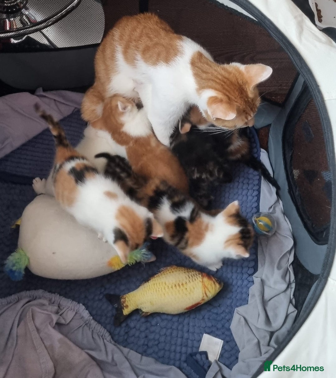 Mixed Breed cats for sale: Beautiful Kittens for Sale – 3 Females & 3 Males - Advert 3
