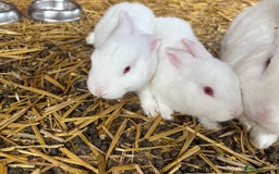 English Lop rabbits for sale: Lop eared bunnies - Image 1