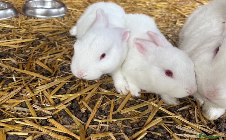 English Lop rabbits - Advert 6