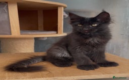 Maine Coon cats for sale: XL maine coon kittens Russia bloodlines Ready Now in Spalding - Image 12